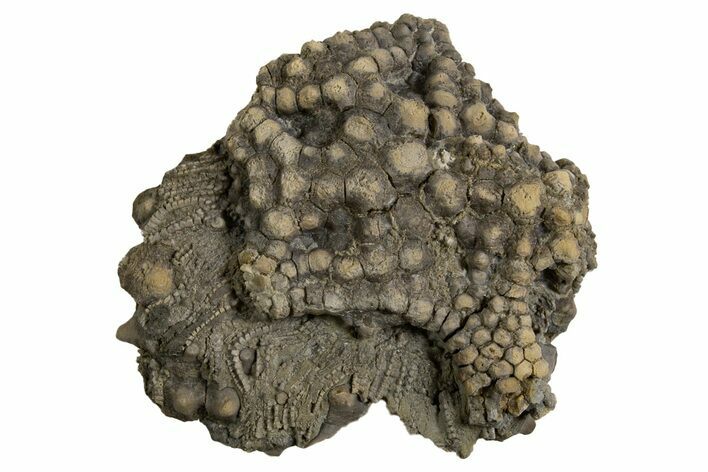 Fossil Crinoid (Gilbertsocrinus) Crown - Indiana #326043